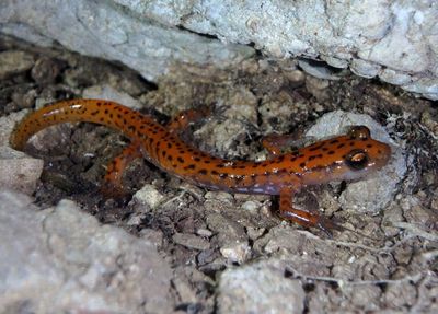 Cave Salamander