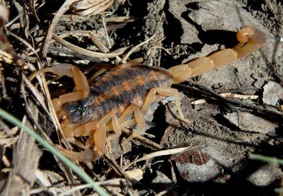 Centruroides vittatus; Striped Bark Scorpion 