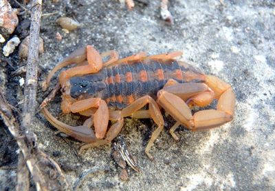 Centruroides vittatus; Striped Bark Scorpion