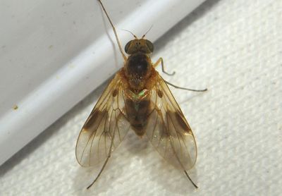 Chrysopilus quadratus; Snipe Fly species; female