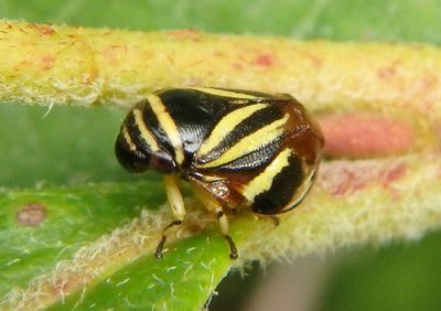 Clastoptera saintcyri; Heath Spittlebug