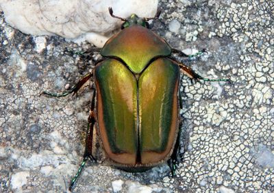 Cotinis nitida; Green June Beetle