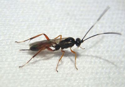 Cryptini Ichneumon Wasp species; female