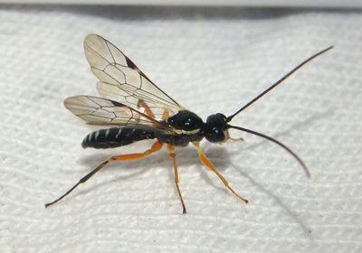 Cteniscus Ichneumon Wasp species; male