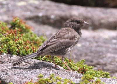 Dark-eyed Slate-colored Junco; juvenile