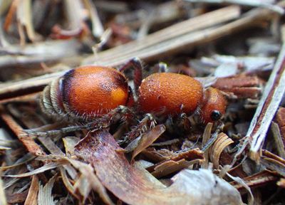 Dasymutilla nigripes; Velvet Ant species; female 