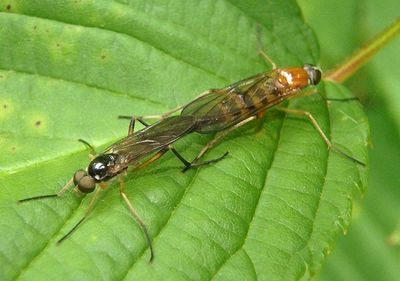Dialysis elongata; Xylophagid Fly species pair