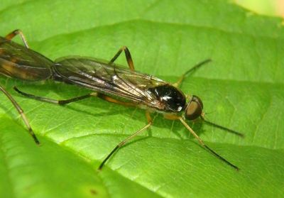 Dialysis elongata; Xylophagid Fly species; male 