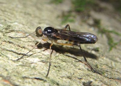 Dialysis elongata; Xylophagid Fly species; male