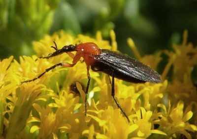 Dilophus spinipes; March Fly species; female