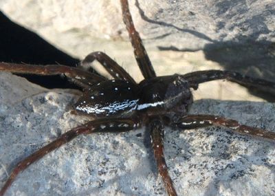 Dolomedes triton; Six-spotted Fishing Spider
