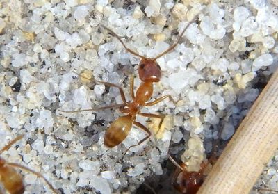 Dorymyrmex bureni; Pyramid Ant species