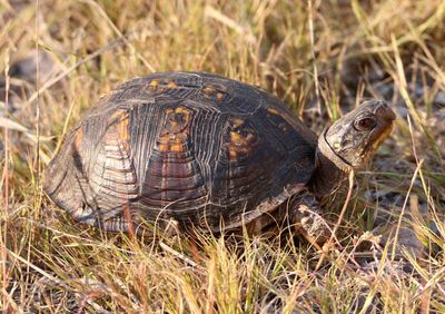 Eastern Box Turtle