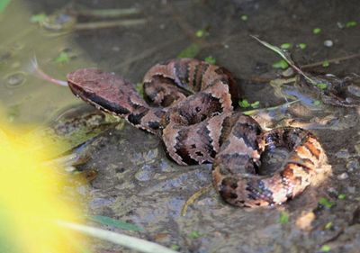 Eastern Cottonmouth; juvenile