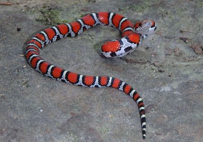 Eastern Milk Snake 