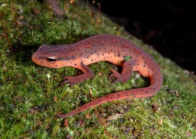 Eastern Newt