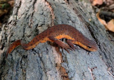 Eastern Newt