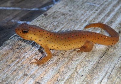 Eastern Newt