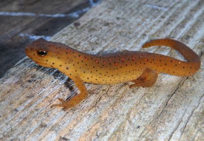 Eastern Newt 