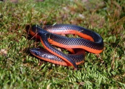 Eastern Wormsnake 