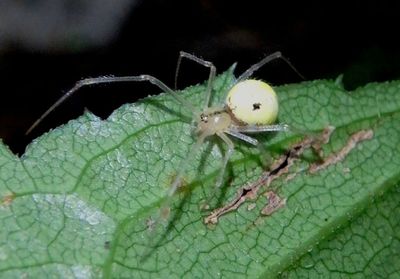 Enoplognatha ovata; Cobweb Spider species; exotic