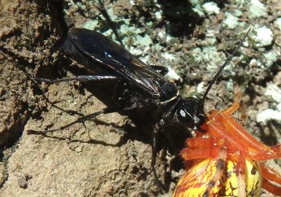 Episyron biguttatus; Spider Wasp species 