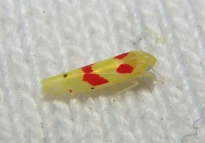 Eratoneura paraesculi; Leafhopper species