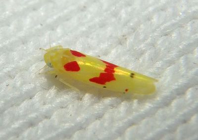 Eratoneura paraesculi; Leafhopper species
