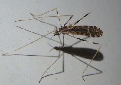 Erioptera caliptera; Limoniid Crane Fly species