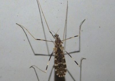 Erioptera caliptera; Limoniid Crane Fly species