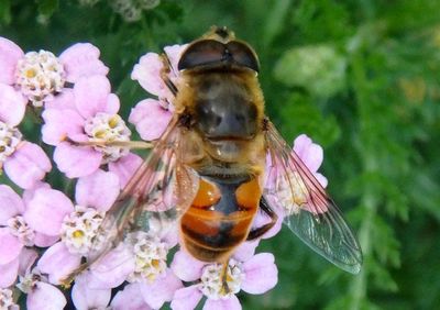 Eristalis tenax; Drone Fly; male; exotic