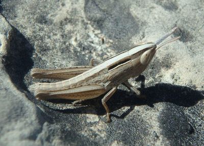 Eritettix simplex; Velvet-striped Grasshopper; immature