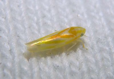 Erythridula Leafhopper species
