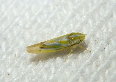 Erythridula penenoeva; Leafhopper species