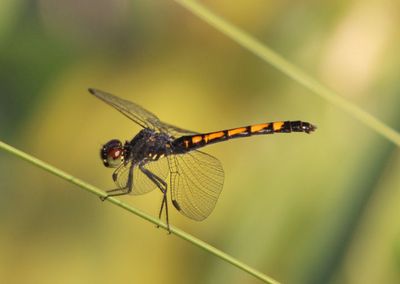 Erythrodiplax berenice; Seaside Dragonlet; female 