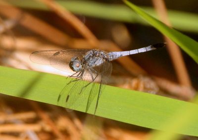 Erythrodiplax minuscula; Little Blue Dragonlet; male
