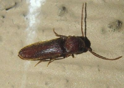 Dirrhagofarsus unicolor; False Click Beetle species