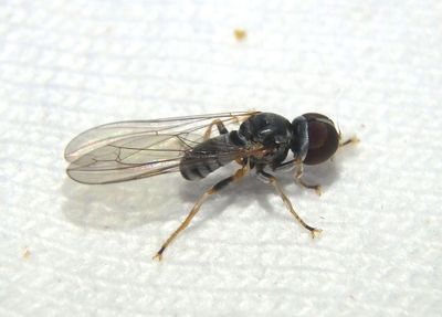 Eudorylas Big-headed Fly species