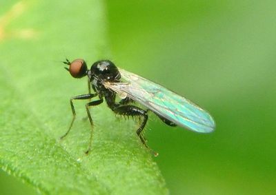 Euhybus Hybotid Dance Fly species 