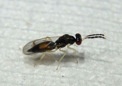 Eulophinae Chalcid Wasp species