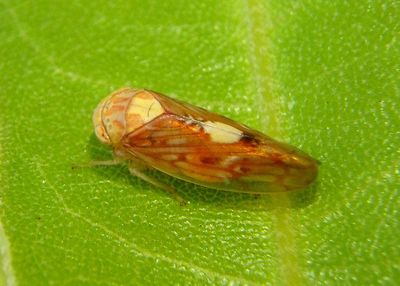 Eutettix luridus; Leafhopper species 