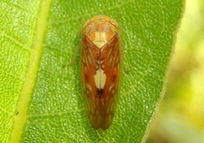 Eutettix luridus; Leafhopper species