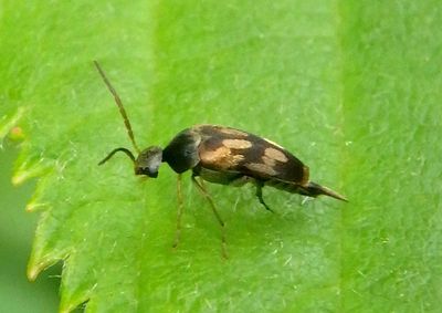 Falsomordellistena bihamata; Tumbling Flower Beetle species