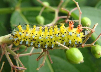 7767 - Hyalophora cecropia; Cecropia Moth caterpillar