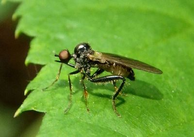 Hybos Hyboitid Dance Fly species 