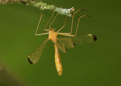 Hylobittacus apicalis; Hangingfly species 