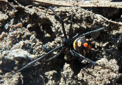 Latrodectus Widow Spider species; immature