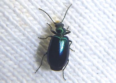 Lebia viridis; Colorful Foliage Ground Beetle species