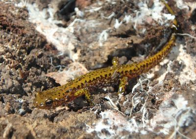 Dark-sided Salamander 