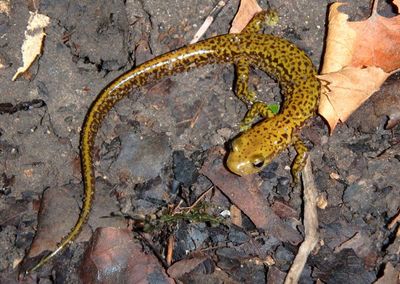 Dark-sided Salamander